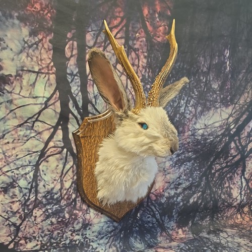 Hare jackalope taxidermy - hare,