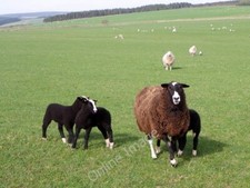 Photo 6x4 Zwartbles near Quixwood Abbey St Bathans The ewes are very prol c2011