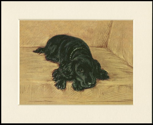 Cocker spaniel dog art - dog, print
