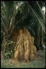 680008 Giant Termite Mound A4