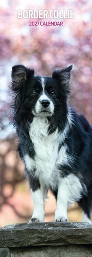 Border collie 2027 - 2027, slim