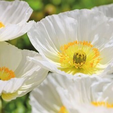 Poppy Seeds Selection by Johnsons Over 20 Varieties Flowers FREE UK DELIVERY