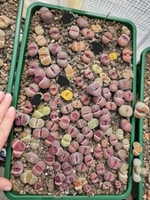  Full RARE Sato's violet Lithops TRAY ( 112  plants,  Own Collection)
