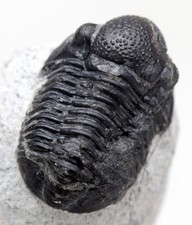 TRILOBITE PHACOPS Fossil Sea