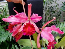 Cattleya dowiana var. Rosita