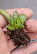 Adromischus Cristatus Crinkle