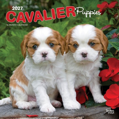 Cavalier king charles spaniel - cavalier,
