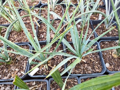 Yucca rigida cm pot - cm,