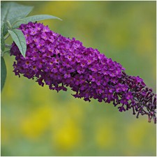 Buddleia Davidii 'Nanho