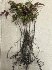 10 X Bareroot Japanese Maple Seedlings Acer Palmatum Bonsai Autumn Colour