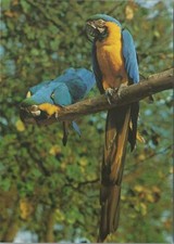 Animals Postcard - Birds - Blue and Gold Macaws, Jersey Wildlife Trust RR14000