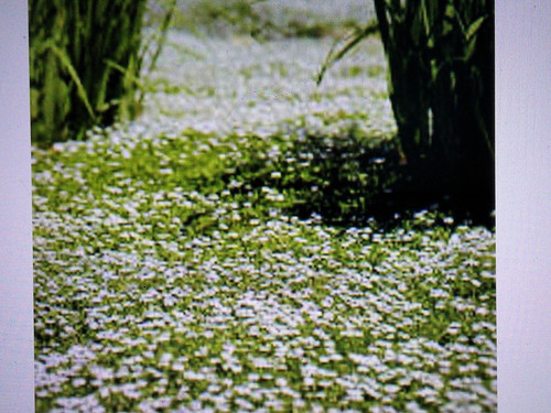 Chamaemelum anthemis nobile - chamaemelum,