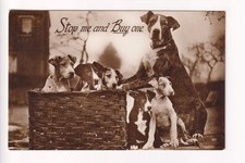 Great Dane puppies for sale