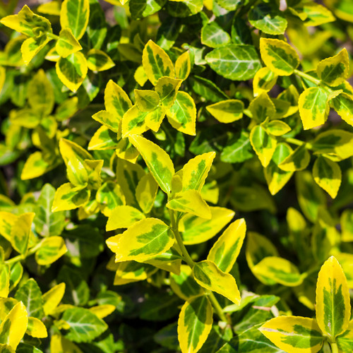 Large plant euonymus - large,