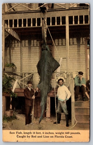 Saw fish shark caught the - fish,