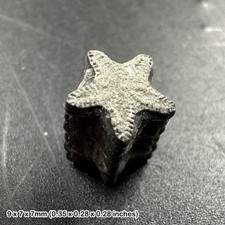 Jurassic Crinoid Fossil Star