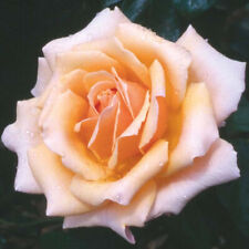 Gift Rose Bush, Fab at 50, Peach Pink Fragrant Bush Rose, Repeat Flowers, 4L Pot
