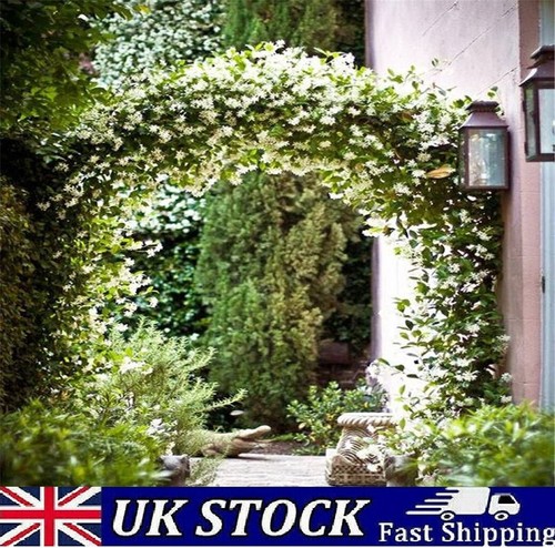 Jasmine flower seeds climbing - jasmine,