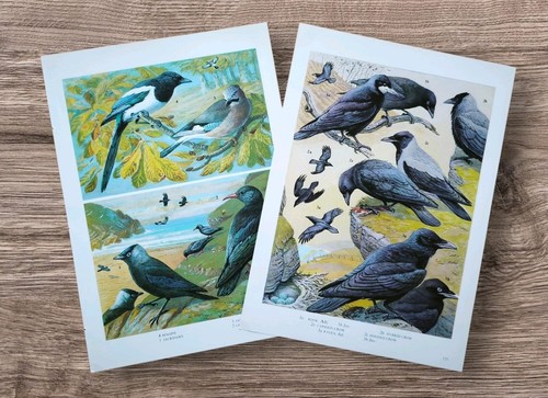 Pair vintage 1960s magpie - pair,