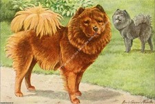 BOOK OF DOGS 1919 - CHOW-CHOW