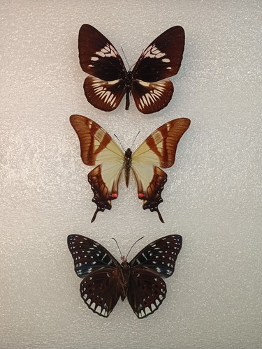 Butterfly crafting bundle - butterfly,