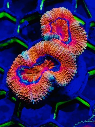 Coral beauties aquatics - coral, aussie