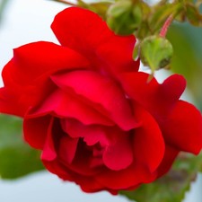 Climbing Rose Blooming