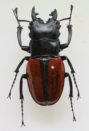 Odontolabis ludekingi large - odontolabis,