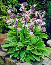 Hosta Francee  - Shade Plant -