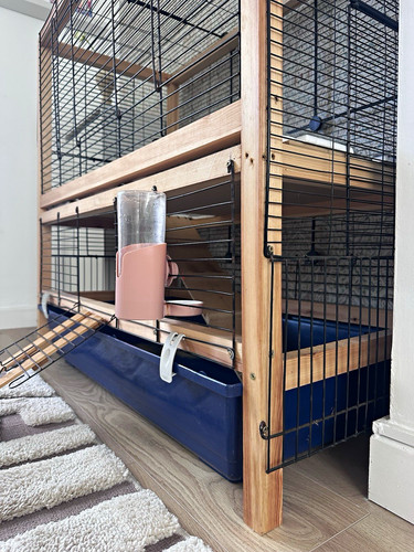 Wood tier rabbit guinea - 2, pig