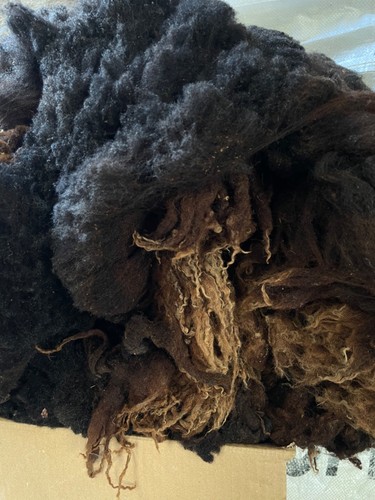 Freshly shorn sheep - shorn, sheep’s