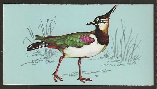 Tetley british birds - tetley,
