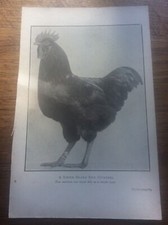 Antique Poultry 1920 Book Plate Rhode Island Red Cockerel & Scratching Shed