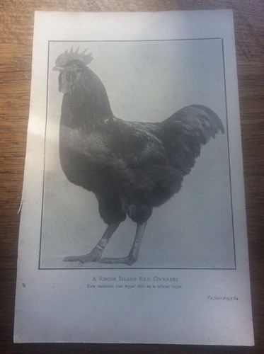 Antique poultry 1920 book - antique,