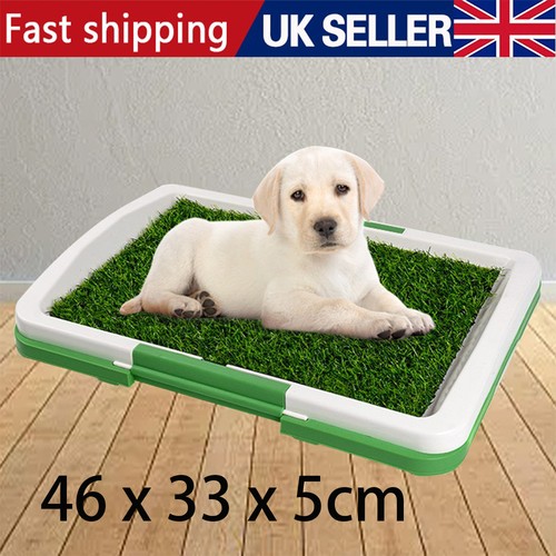 Dog training toilet puppy pee - dog,