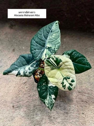 Alocasia maharani albo