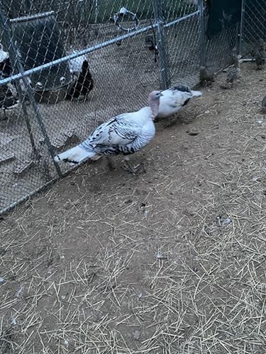 Mix turkey hatching - 6+,