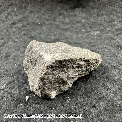Triceratops dinosaur fossil - triceratops,