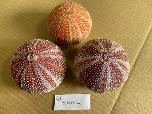 Medium scottish sea urchins - 3,