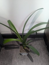 Clivia Minlata Orange Flowers