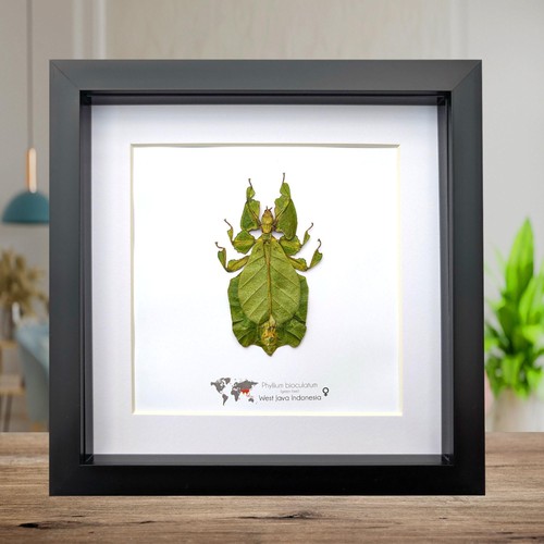 Framed green leaf insect