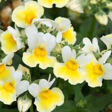 Nemesia Aroma 'Banana Split'