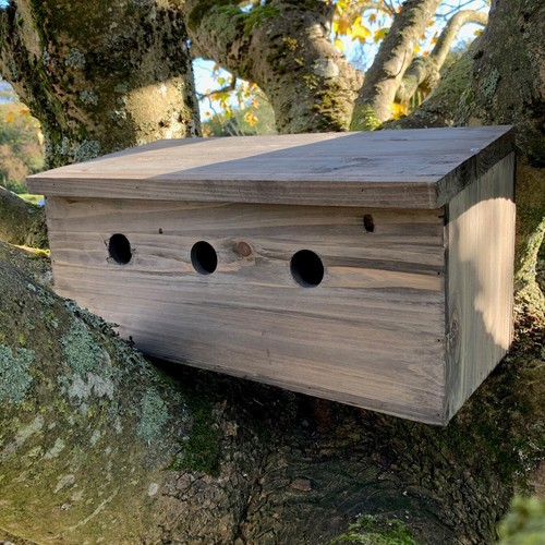 Sparrow nest bird - sparrow, box
