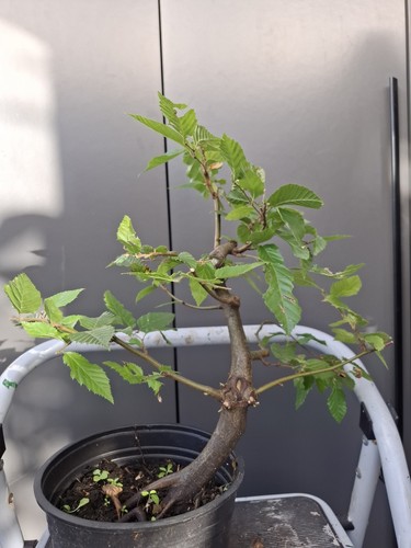Part trained hornbeam - hornbeam, bonsai