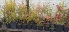 Bald Cypress Batch of 5