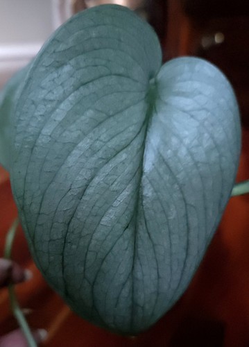 Rare scindapsus platinum - scindapsus, java