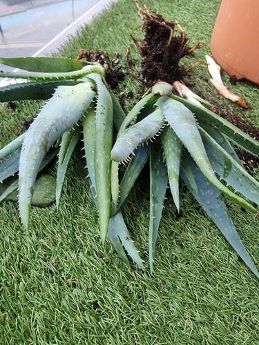 Aloe vera plant - aloe, rooted