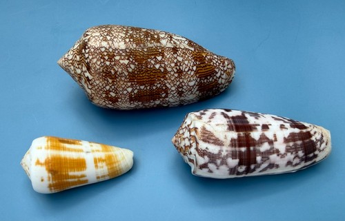 Predatory cone snails conidae - predatory,