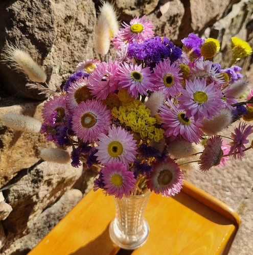 Dried flowers pink daisy - flowers,