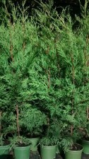 6X LEYLANDII CONIFER HEDGING GREEN CONIFER TREES PLANTS 2 LT POTS 70-90 CM TALL